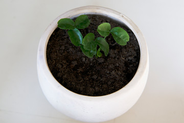 small sprouts of tangerine in a white ceramic pot