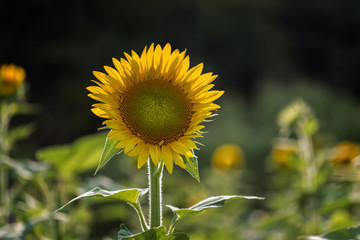 A Field of Sunflowers in Millis Massachusetts