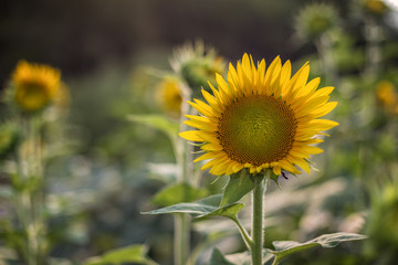 A Portrait of a Sunflower