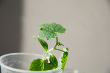 Growing cucumbers in the home