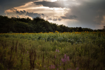 A Field of Sunflowers in Millis, Massachusetts