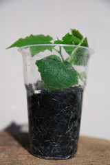 Growing cucumbers in the home