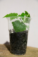 Growing cucumbers in the home