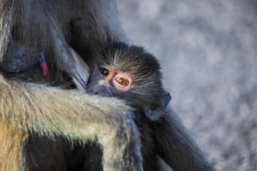 Adorable Hamadryas baboon  Baby sitting on the car with mother, Djibouti