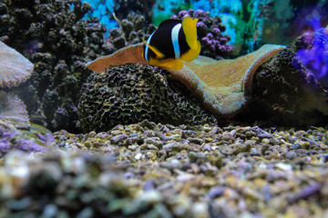 Small fish swim in bright underwater world