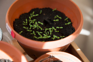 Many small sprouts in the pot at home