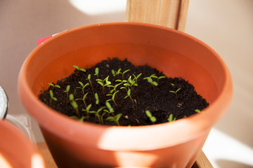 Many small sprouts in the pot at home
