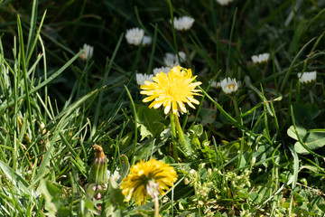 a dandelion in the garden