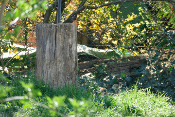 an old tree stump in the garden