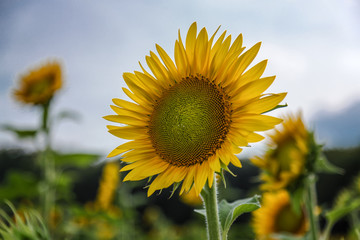 A Portrait of a Sunflower
