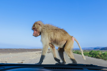 Hamadryas baboon Family on the Road to Lake Assal, Djibouti