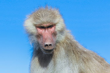 Hamadryas baboon Family on the Road to Lake Assal, Djibouti