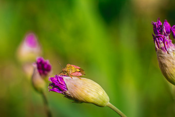 purple Pentatomidae rest on a purple flower in a green field in summer