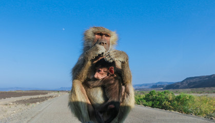 Adorable Hamadryas baboon Mother and Baby sitting on the car, Djibouti