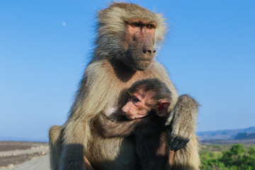 Adorable Hamadryas baboon Mother and Baby sitting on the car, Djibouti