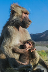Adorable Hamadryas baboon Mother and Baby sitting on the car, Djibouti