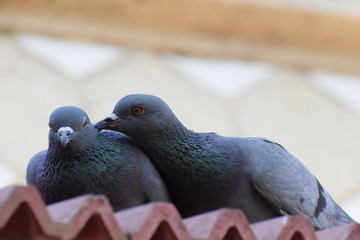 close up of a pigeon romance