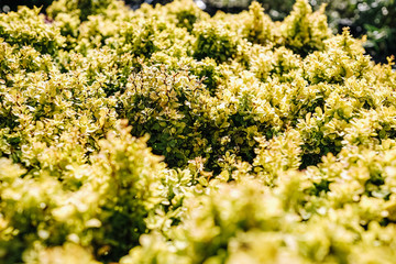 garden green plants in boxes ready for summer season and sale