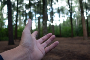 hands in the woods