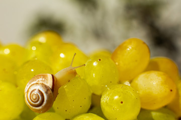 Close-up of a small snail crawling over grapes quiche mish