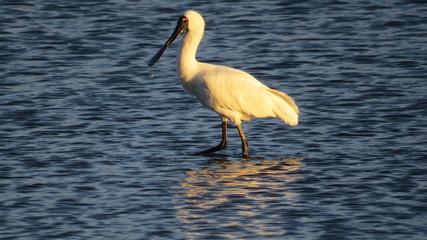 King Spoonbill New Zealnd