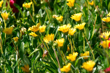 Beautiful photograph of California buttercup flowers