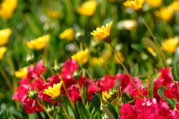 Beautiful photograph of California buttercup flowers