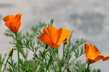 Obraz premium Beautiful photograph of California Poppy flowers