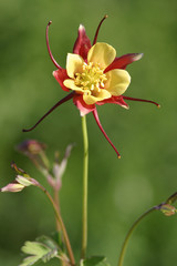 Beautiful photograph of a Columbine flower