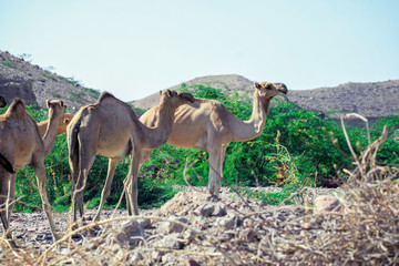 Beautiful Camels on the Road to Djibouti City, Djibouti