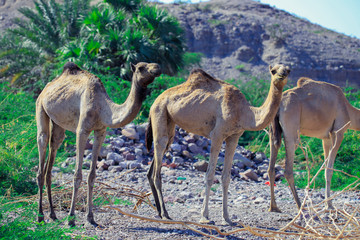 Beautiful Camels on the Road to Djibouti City, Djibouti