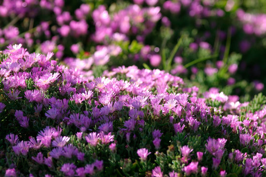 Beautiful photograph of Common Purple Lampranthus flowers