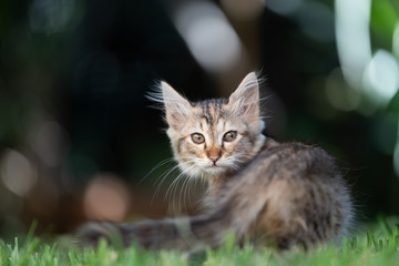small grey kitten sitting on grass 
