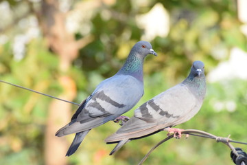 pigeon couple