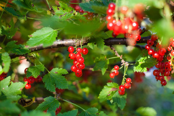 Obraz premium Sweet redcurrant on bush in garden in sunny day