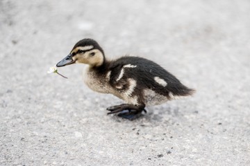 small duckling with a flower in its mouth
