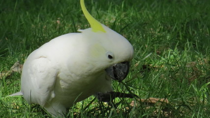 yellow cockatoo Australia