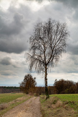 Fototapeta na wymiar Drzewo na tle pochmurnego nieba