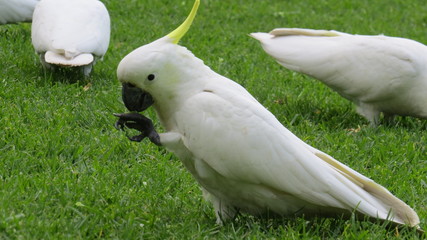 yellow cockatoo Australia