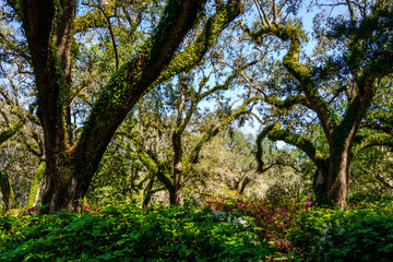 The Beautiful Gardens of Eden