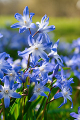 Fototapeta na wymiar Blue early spring flowers of glory of the snow close up, blooming in the early spring garden meadow 