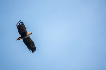 sea eagle flies in search of prey in the blue sky