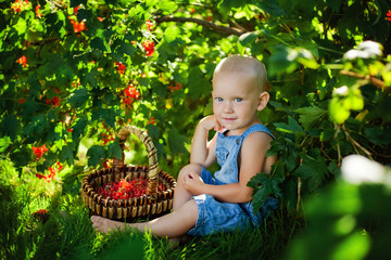 A pretty little boy holding a red currant in the garden, just gathered in a basket