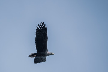 sea eagle flies in search of prey in the blue sky