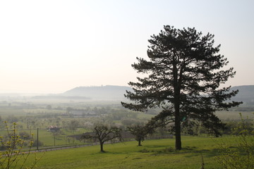 Black pine tree forest needles	