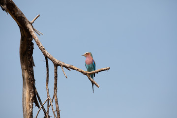 Lilac-breasted Roller percher on a branch