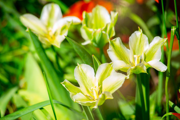 Obraz premium colorful flowers in the garden in the foreground