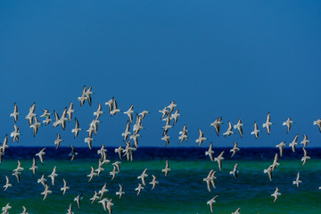 Sea Birds flocking over the Gulf of Mexico