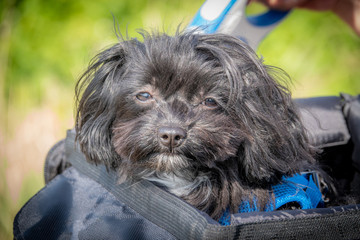 little Bolonka dog sits in a bicycle basket