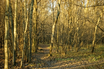 autumn forest with fallen leaves, Russia